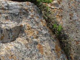 Delosperma leendertziae rock escalator